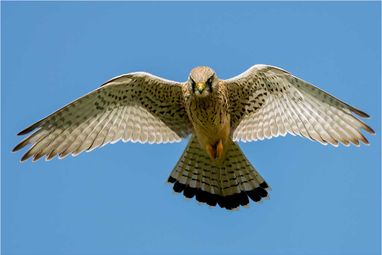 Turmfalke