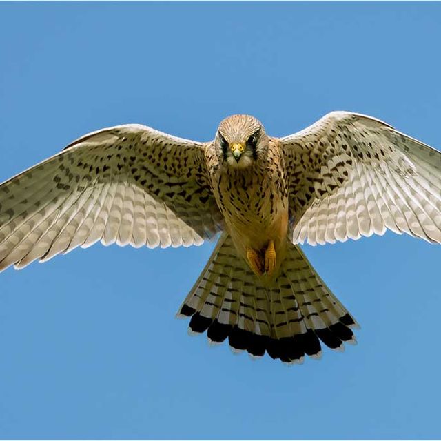 Turmfalke