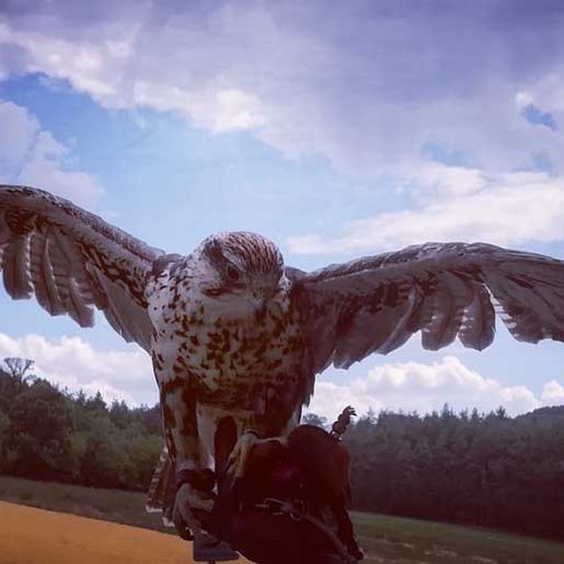 Greifvogel