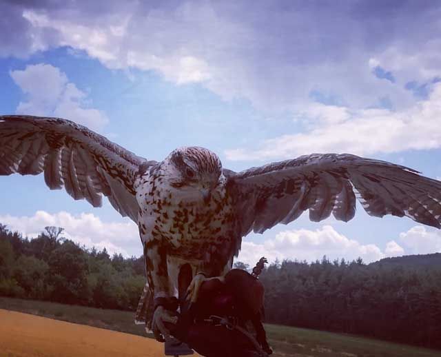 Greifvogel