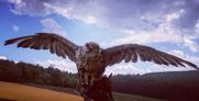 Greifvogel