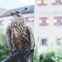 Greifvogel auf Burg Lockenhaus