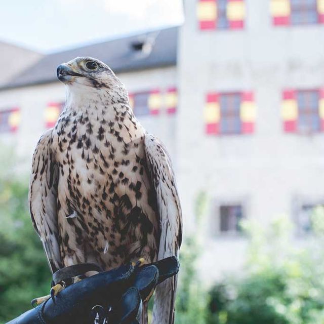 Greifvogel auf Burg Lockenhaus