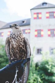 Greifvogel auf Burg Lockenhaus